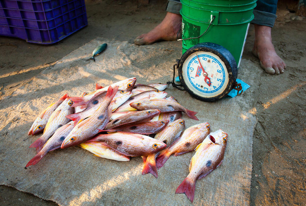 E7PX53 Red snapper for sale on the beach at Zihuatanejo, Guerrero, Mexico.