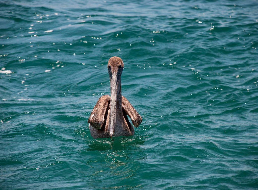 RBJYR2 A brown pelican at Cabo San Lucas, Baja California, Mexico